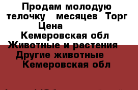 Продам молодую телочку 9 месяцев. Торг › Цена ­ 20 000 - Кемеровская обл. Животные и растения » Другие животные   . Кемеровская обл.